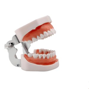 Dental Teeth Model